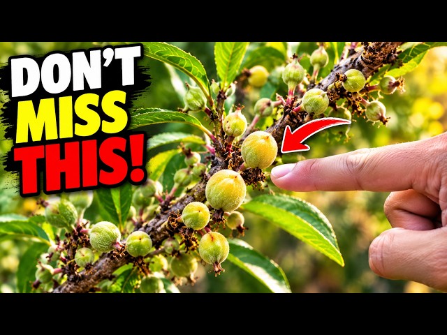 Peach Fruits Start Growing? Do THESE 3 Things Immediately or Lose Half Your Harvest