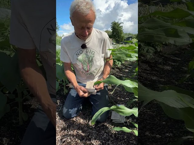 What to Sow Now in June | Keep Beds Full After Early Crops Finish