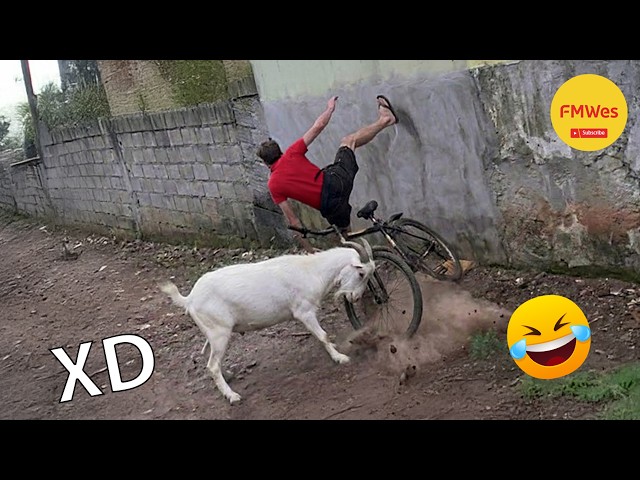 SI TE RÍES PIERDES NIVEL DIOS #655😂 Los Videos Graciosos Y Memes Más Virales Del 2026 😁