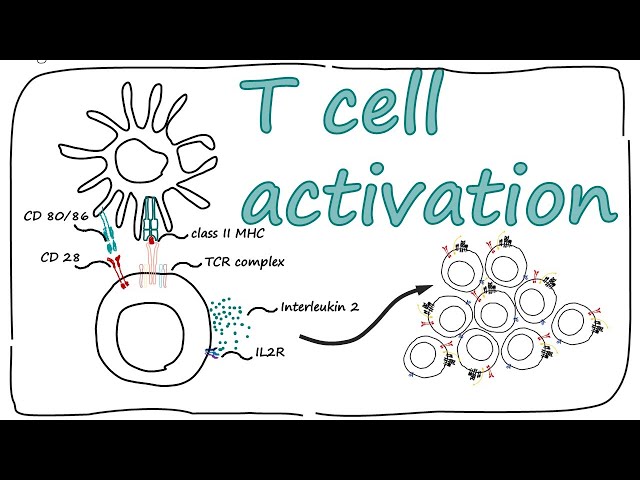 T cell activation | Hand written explanation | Clonal expansion of T cells