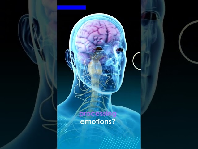 Understanding How EMOTIONS Work in the Brain | #shorts