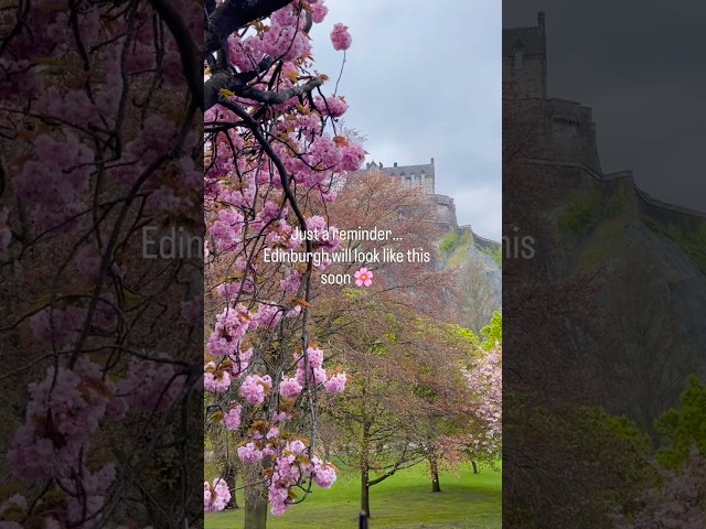 Best Places to See Cherry Blossoms 🌸 in Edinburgh, Scotland. #shorts #viral #castle #scotland