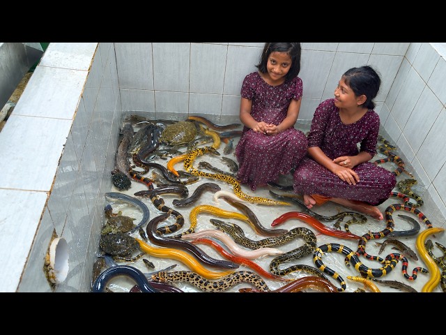 Eel Fish Living Aquarium Cleaning is Very Hard! Check Why