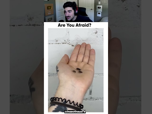 Are You Afraid of Insects? 😮 @InsecthausTV (Insecthaus)