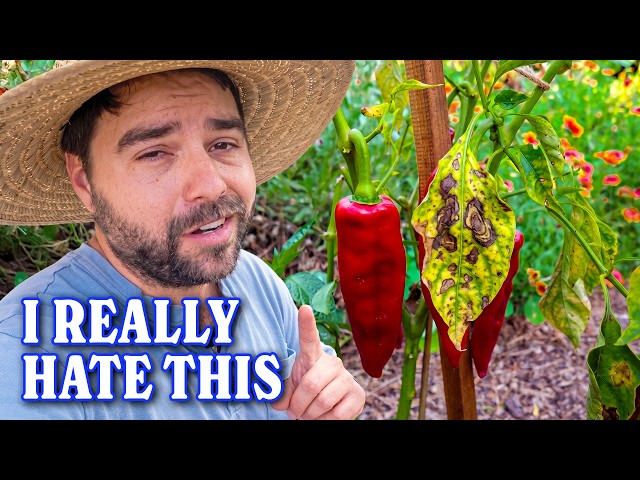 I Hate My Garden... How I'm Fixing It