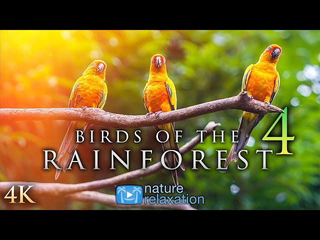 (4K) Breathtaking Colorful Birds of the Rainforest PART IV 1HR Wildlife Nature Film + Jungle Sounds