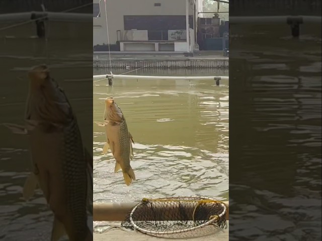 Ikan Nya Babon