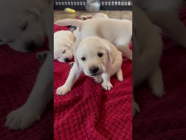 Adorable Lab Puppies Explore their new Playroom. #labrador #cutepuppy #puppy