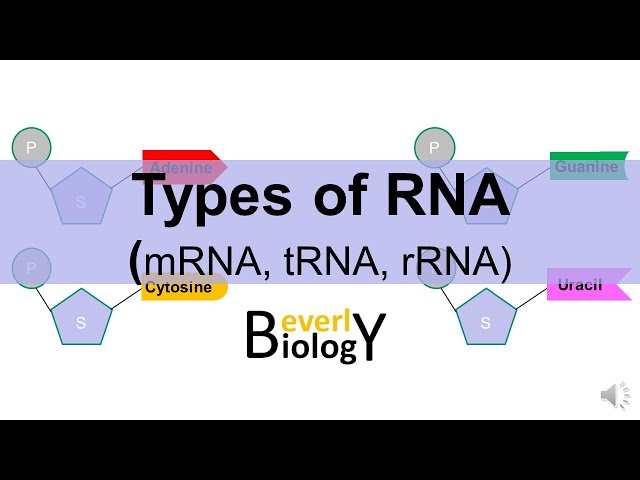 Types of RNA: (mRNA, tRNA, rRNA)