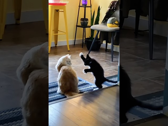 When mom bring home a new cat 😾💥 #shortvideo #cat #funny
