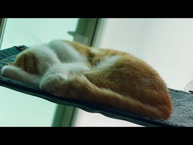 [180 3D VR] verelife 5 (fall asleep in the hammock 2)