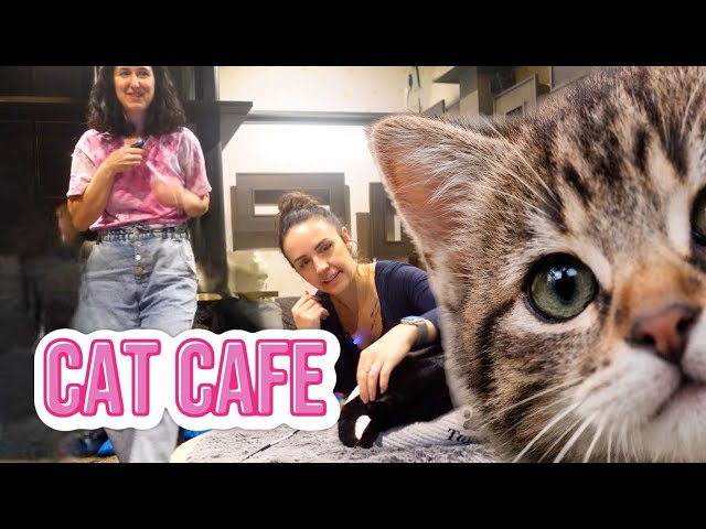 I went to London's CAT CAFE...worth it? Not sure!
