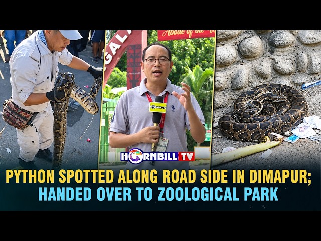 PYTHON SPOTTED ALONG ROAD SIDE IN DIMAPUR; HANDED OVER TO ZOOLOGICAL PARK