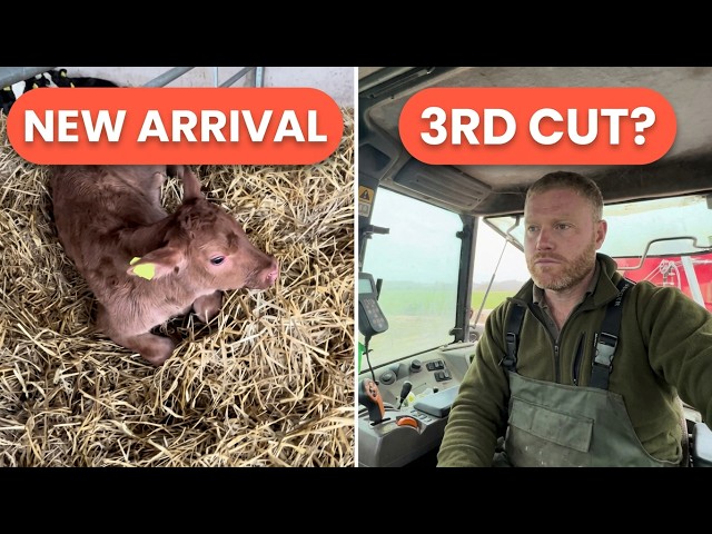NEW ARRIVAL ARE WE GOING TO 3RD CUT SILAGE?