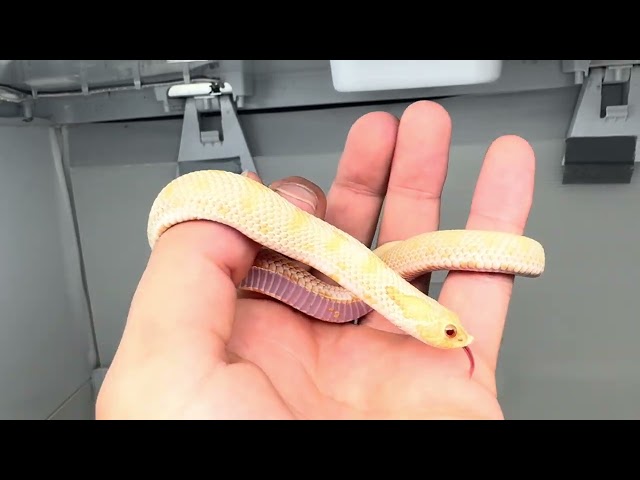 9/11/26 Toffee Glow Conda Male 1