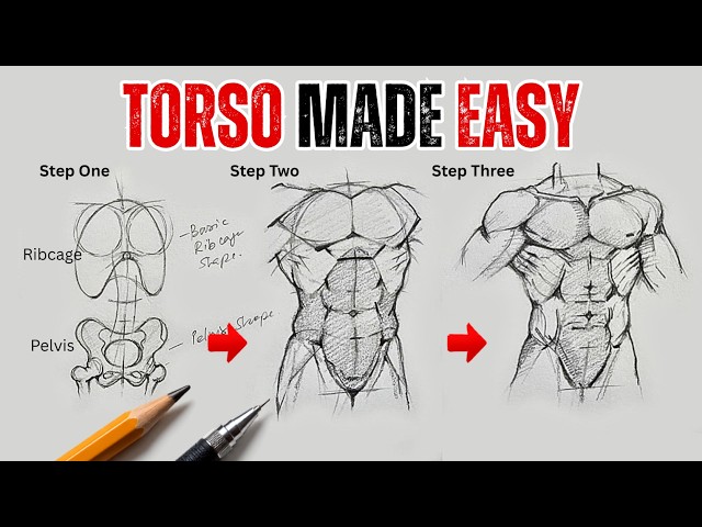 How to Draw a Male Torso for Beginners | 3 Easy Steps