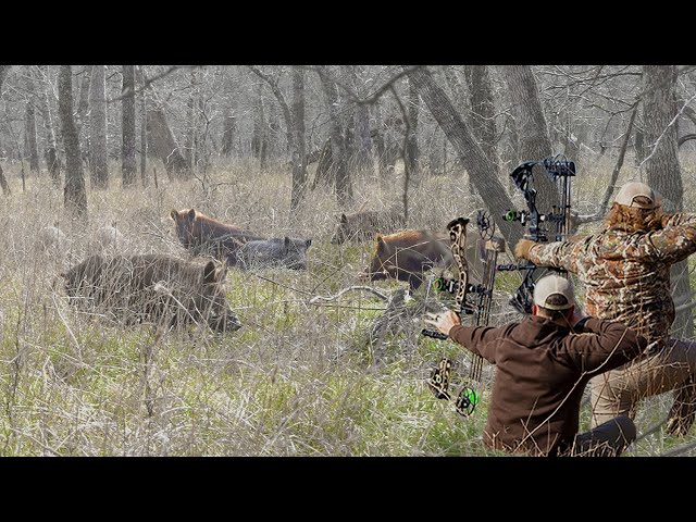 Shoot on 3! Bow Hunting Pigs From The Ground