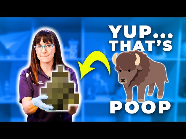 American Bison fun facts: their anatomy, diet and more