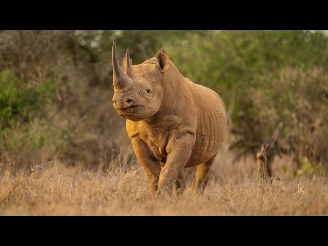 Why the Illegal Wildlife Trade is Flocking to Facebook