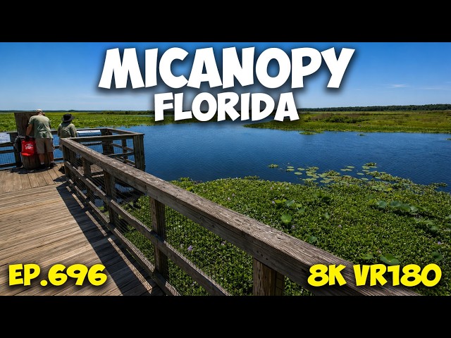 Spot the Alligator: Ecopassage Observation Boardwalk ep.696 #8k #vr180 #3d #travel #fl