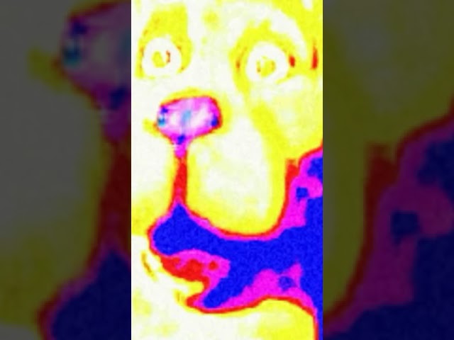 Scooby Doo? #maybefunny #memes #shorts #reupload