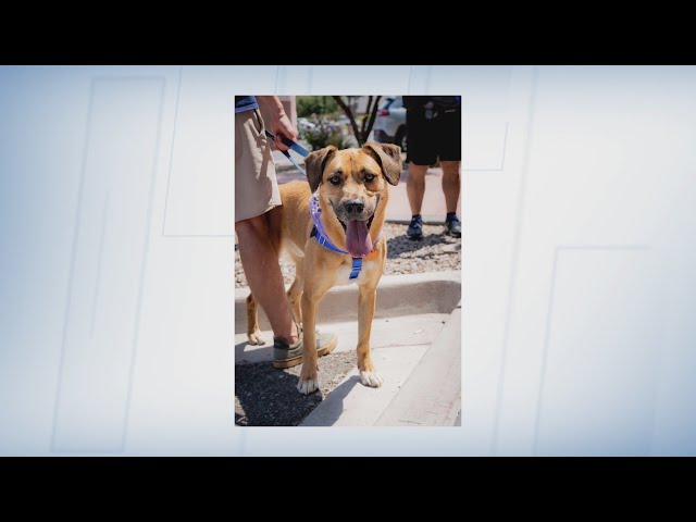 Albuquerque dog rescue holds first annual benefit concert