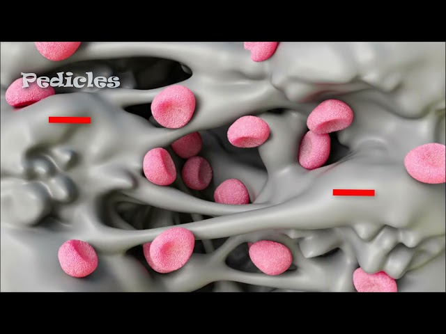 The Filtration Membrane Explained | Glomerular Filtration & Kidney Physiology