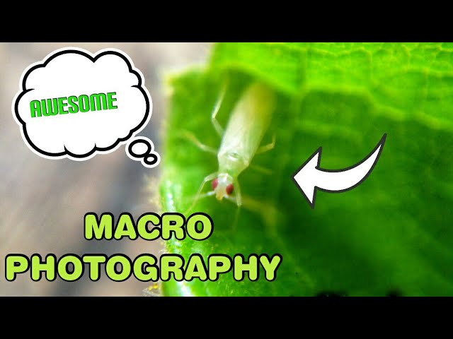 Mobile Macro Photography