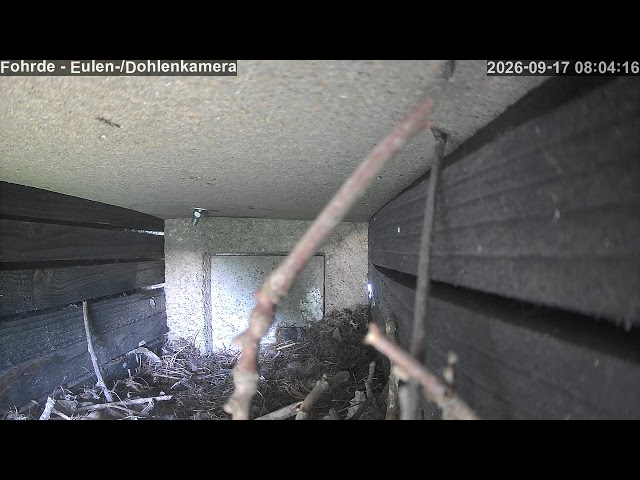 🔴 LIVE: Eulen-Kasten Fohrde (2026) 🦉 Owl Cam & Wildlife