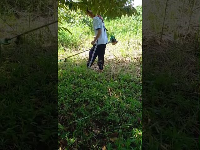 Funny TV - Cắt cỏ vườn Sầu riêng Miền Tây 