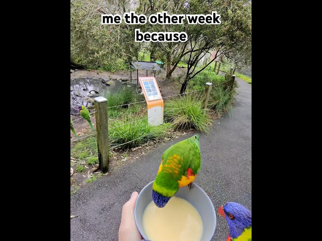 Hand feeding Lorikeets! #shorts #cleland #australia #southaustralia #metaglasses