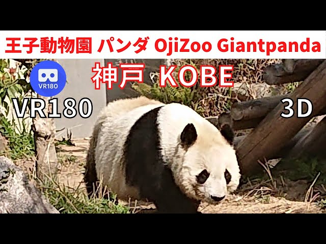 VR180  Japan KOBE Oji Zoo ” Giant panda ” 神戸散歩 王子動物園 "パンダ "