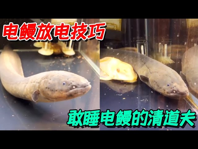 Electric eels have bigger nostrils than eyes!