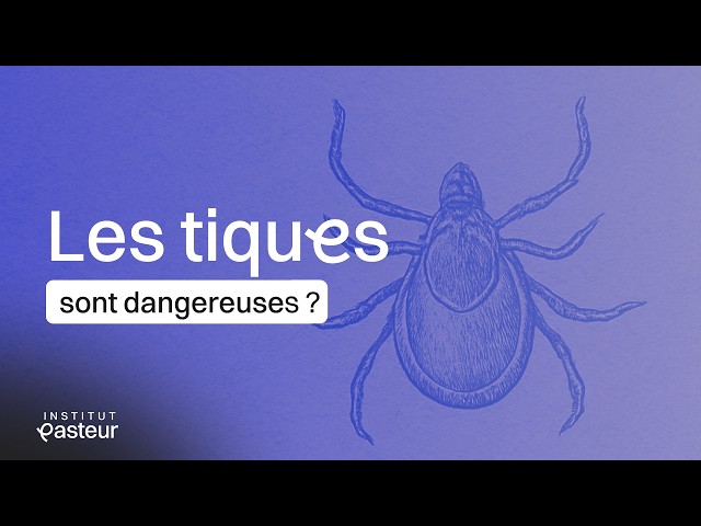 Are ticks dangerous for humans? | Invisible threats 🦠