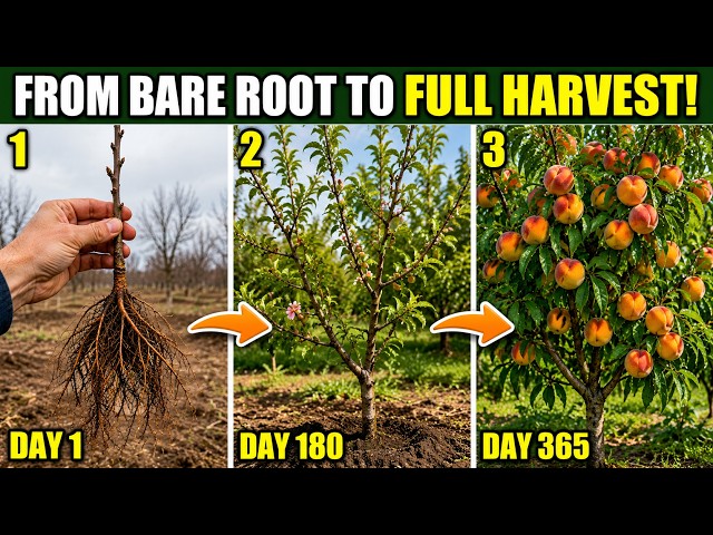 I Wish I Knew These Bare Root Peach Tree Secrets Before Planting My First Tree