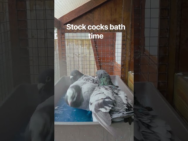 stockc cocks bath time #racingpigeons #pigeon101 #pigeon #foryou #birds