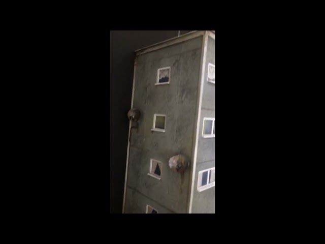 The Cuckoo Block Clock