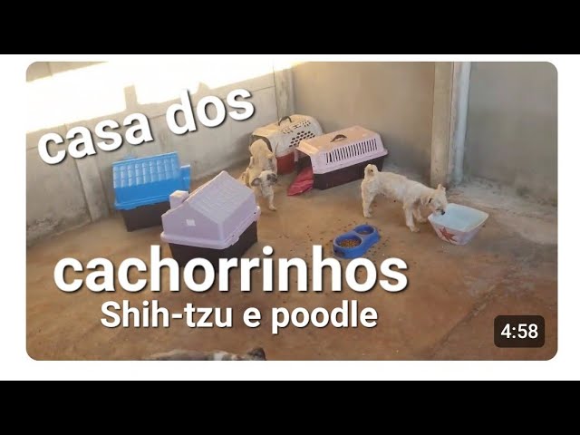 Cachorrinhos Shih-tzu e poodle 