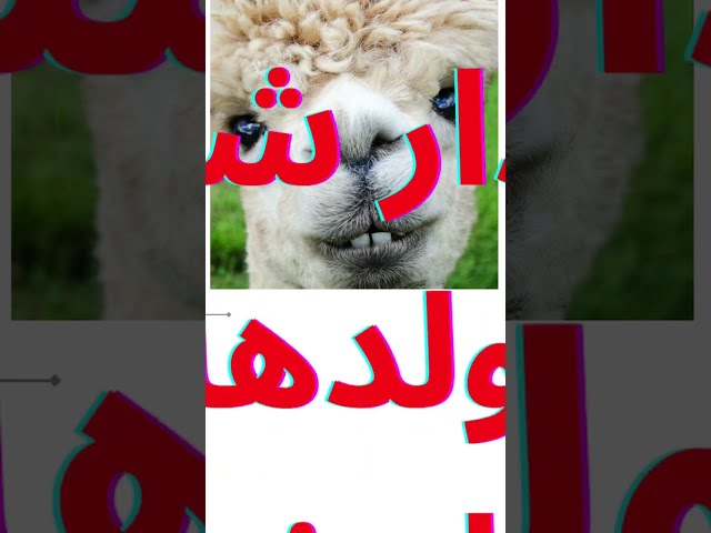 الى خفات عليك لالا فالدار شوف ولدها فالحضار | shorts