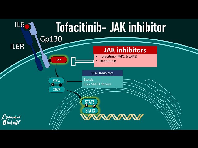JAK-STAT Pathway and Janus Kinase (JAK) Inhibitors | Tofacitinib Pharmacology Explained |USMLE step1