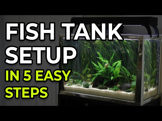 How to Set Up a Fish Tank? First Aquarium Setup
