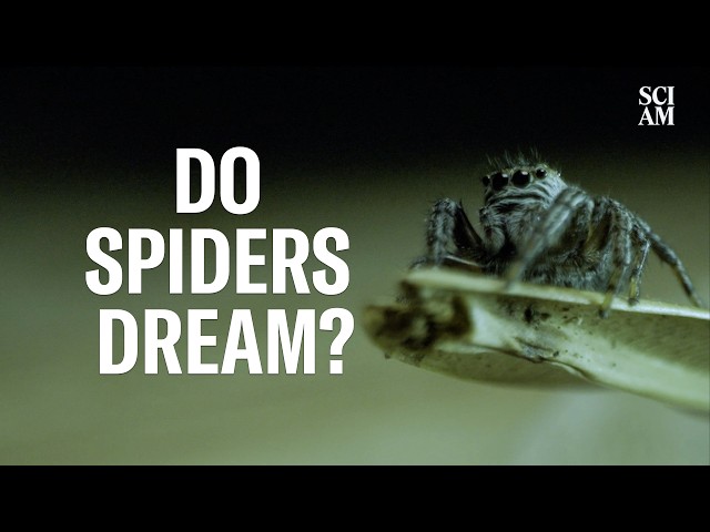 Do Spiders Dream Like Humans Do? This Researcher Wants to Find Out.