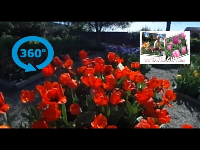 Flying Trough The Bulb Guy's Garden - 360 Sphere