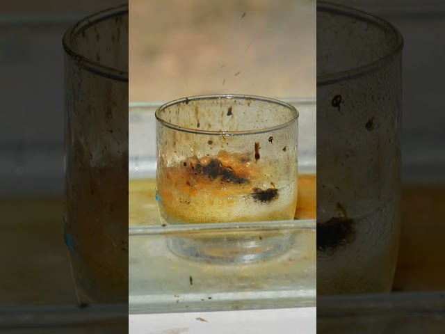 Fruit Snack vs Piranha Acid