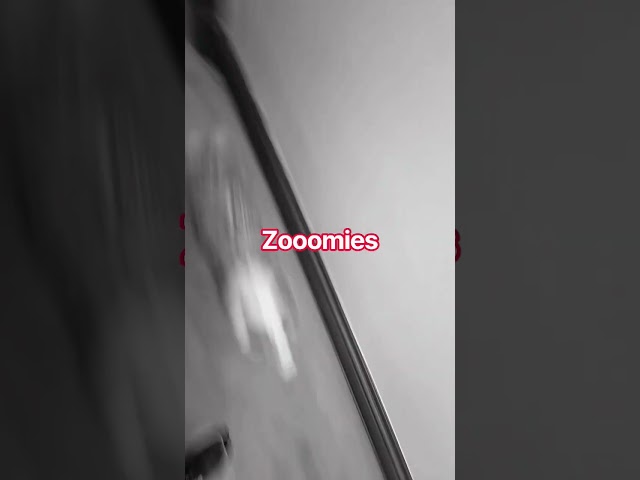 post bath zoomies
