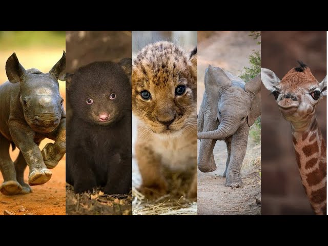Cute Baby Animals You Should See