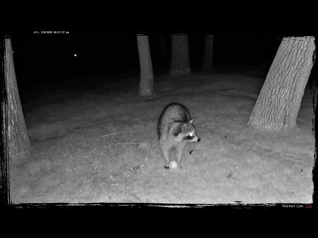 Marmot Cam Live 2005082102