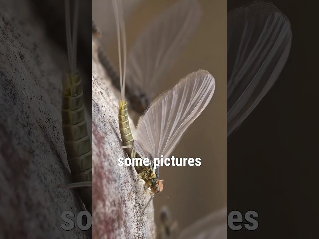 How To Tie Better Flies Using Your Phone