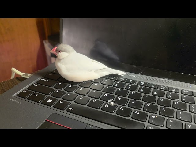 Java finch enforcing break time 