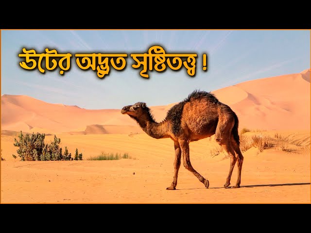 Analysis of the strange creation of the "camel", a miraculous animal described in the Quran | Unk...